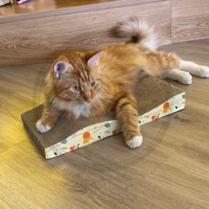 Paper Cat Scratcher